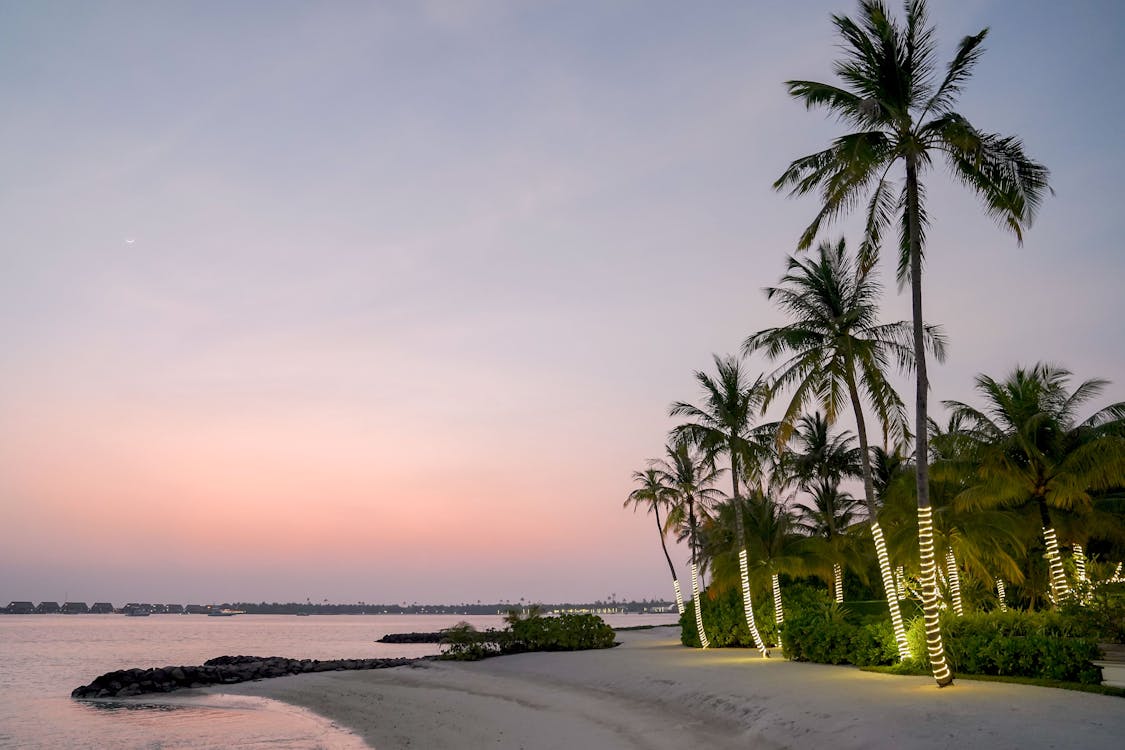 Palm Trees on the Beach Decorated with Rope Lights at Dusk