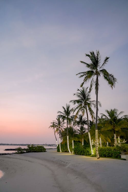 垂直拍攝, 棕櫚樹, 海濱 的 免費圖庫相片