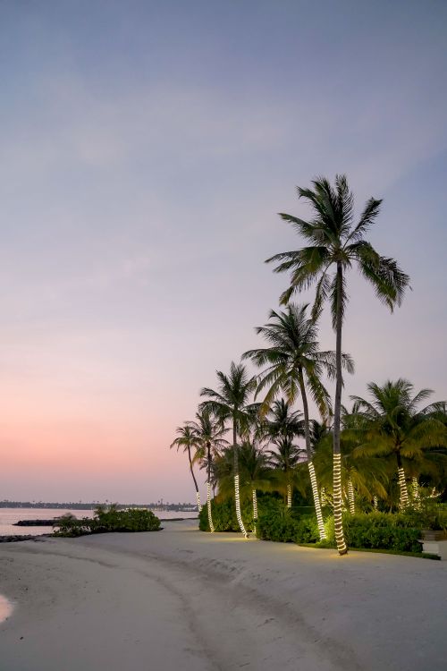 Free Serene tropical beach with palm trees against a vibrant sunset sky, ideal for travel inspiration. Stock Photo