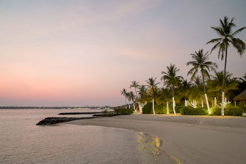 모래, 바다, 야자나무의 무료 스톡 사진