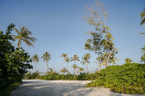 Základová fotografie zdarma na téma palmy, písek, příroda