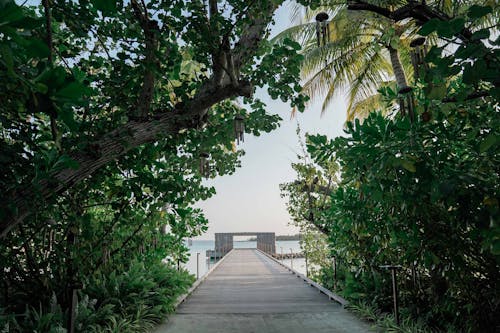 島, 度假村, 木碼頭 的 免費圖庫相片