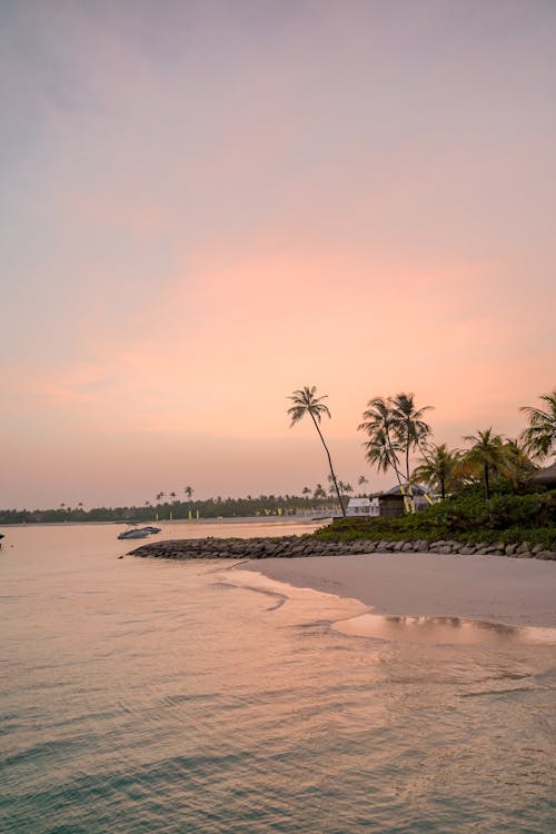 Základová fotografie zdarma na téma dovolená, moře, palmy