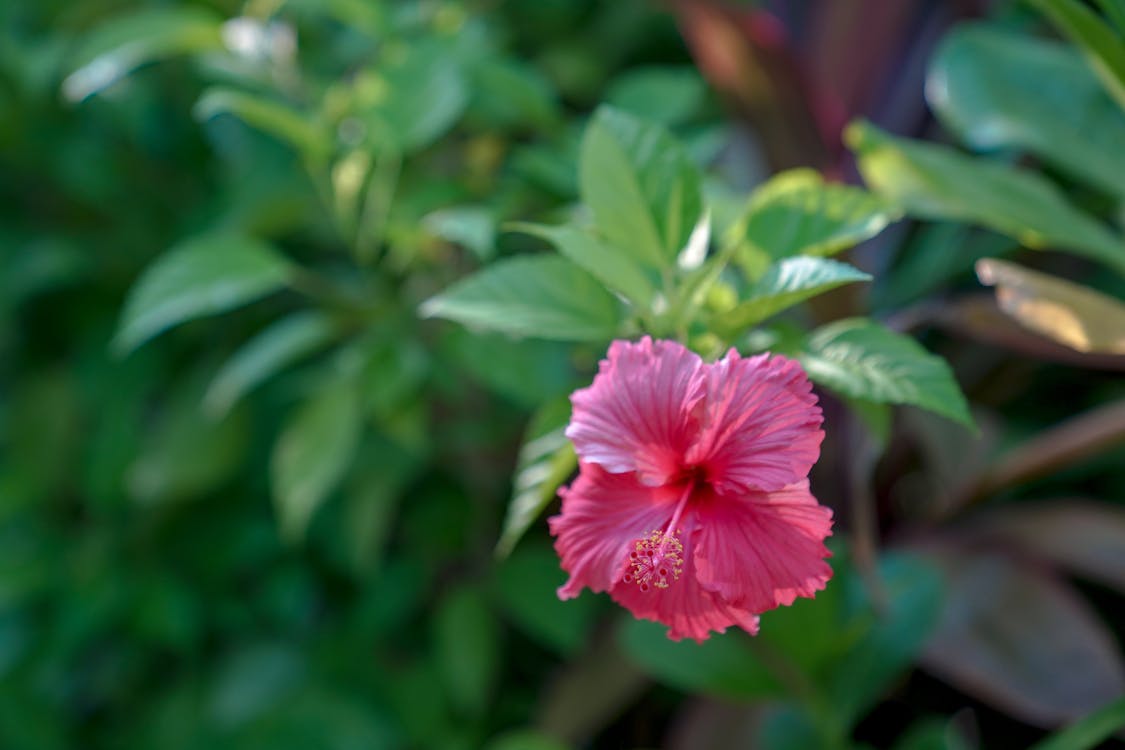 Blooming Pink Hibiscus Flower 