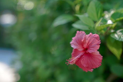 Pink Hibiscus Flower with Yellow Anther 