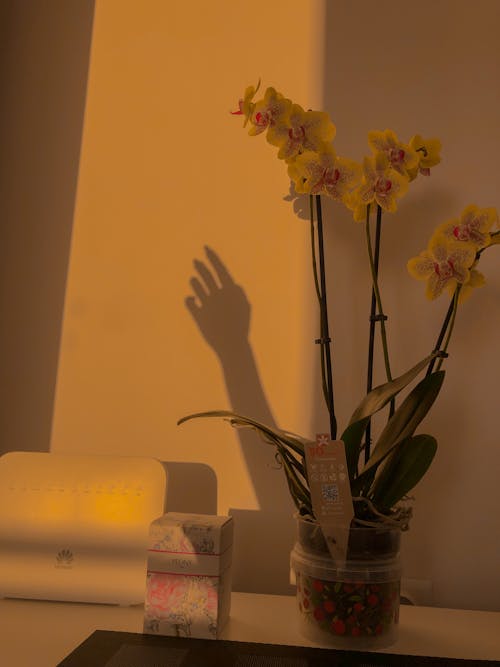 Hand Silhouette on Wall near Flowers