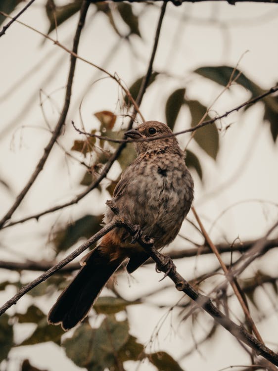 A Bird on a Branch