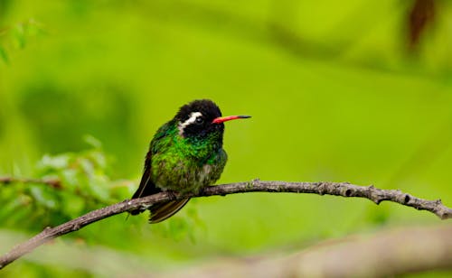 Close Up Photo of Bird Perched on Tree Branch