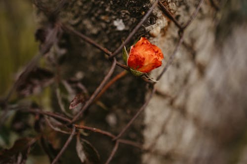 Foto profissional grátis de cerca, fechar-se, flor