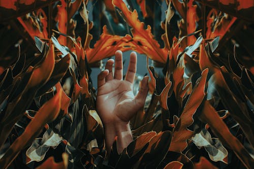 Free Hand Among Orange Leaves Stock Photo