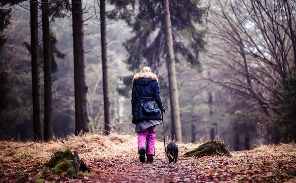 Pet Day Care Services in Dartford