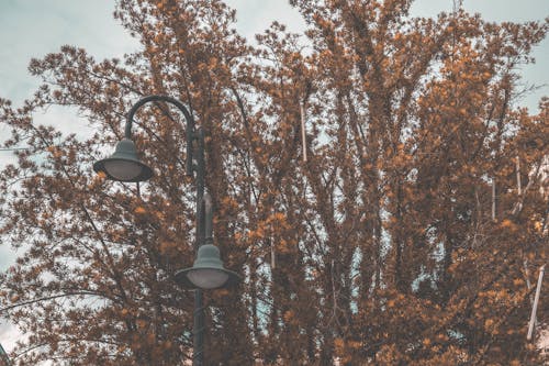 Low-angle View of Street Light