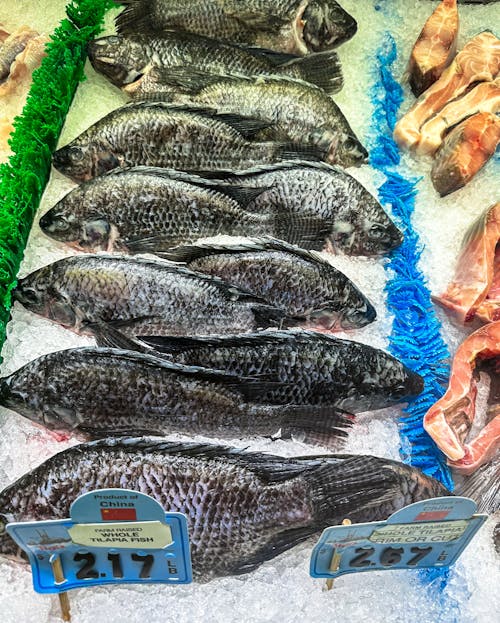 Photo of Fresh Fish in a Fish Shop 