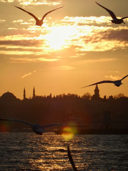 Free Silhouetted birds soaring above a vibrant sunset with an iconic skyline in the background. Stock Photo
