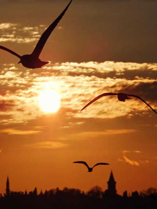 Silhouette of Birds Flying During Sunset 