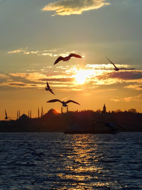 Free Scenic Landscape of Istanbul at Sunset with Flying Birds in the Foreground Stock Photo