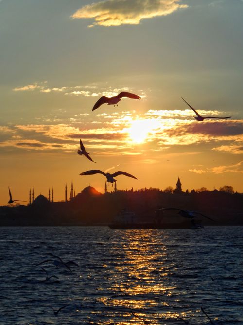 Free Dramatic sunset over Istanbul with birds and mosque silhouette, reflecting in the sea. Stock Photo