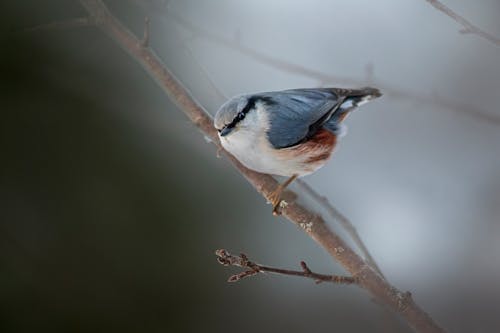 Close up of Small Bird