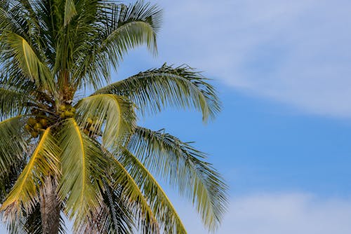 Безкоштовне стокове фото на тему «блакитне небо, Кокосова Пальма, пальма»