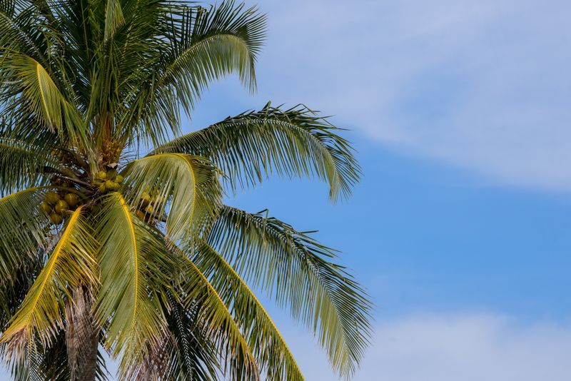 A coconut palm tree with green leaves and coconuts against a clear blue sky