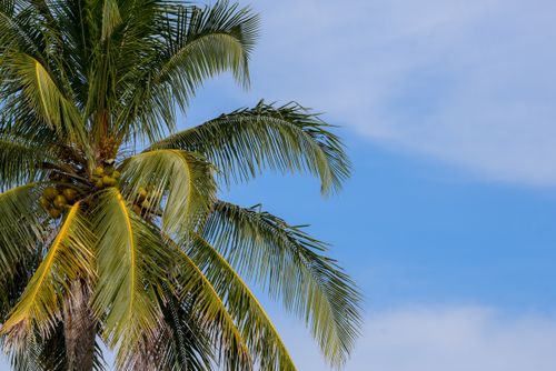 Free A coconut palm tree with green leaves and coconuts set against a clear blue sky. Stock Photo