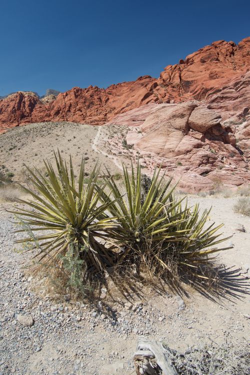 Free Explore the stunning Red Rock Canyon with vibrant red cliffs and desert yucca under a clear blue sky. Stock Photo