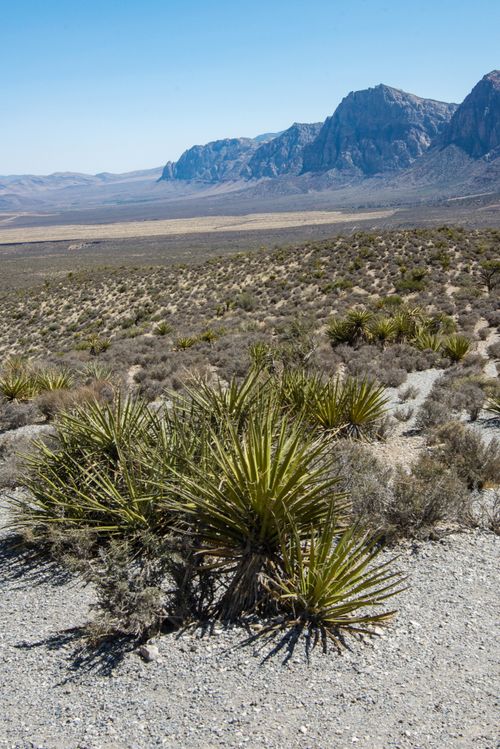 Free Desert scene showcasing rugged terrain and distant mountains under a clear blue sky. Stock Photo