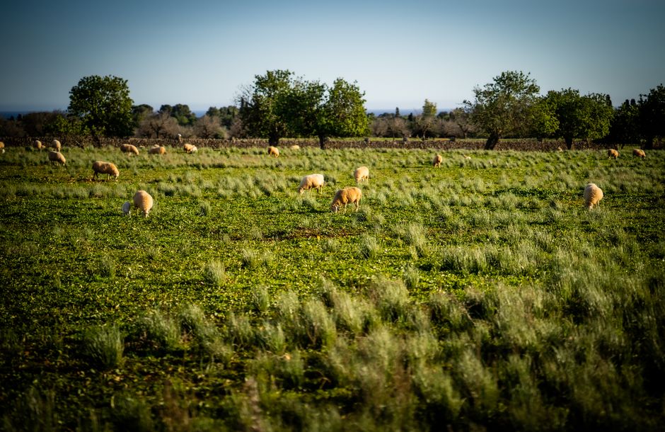 Captura de ovejas pastando en un campo verde exuberante bajo un cielo despejado, mostrando un paisaje rural sereno.