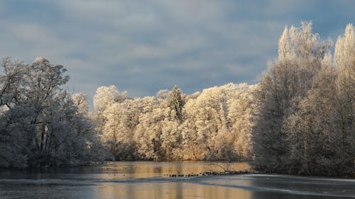 Trees by the River