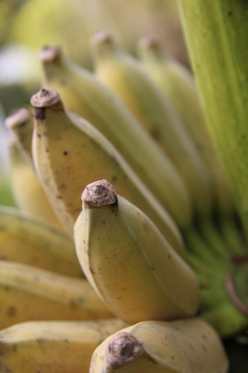 Free Detailed close-up of ripe bananas growing in a natural setting during the day. Stock Photo