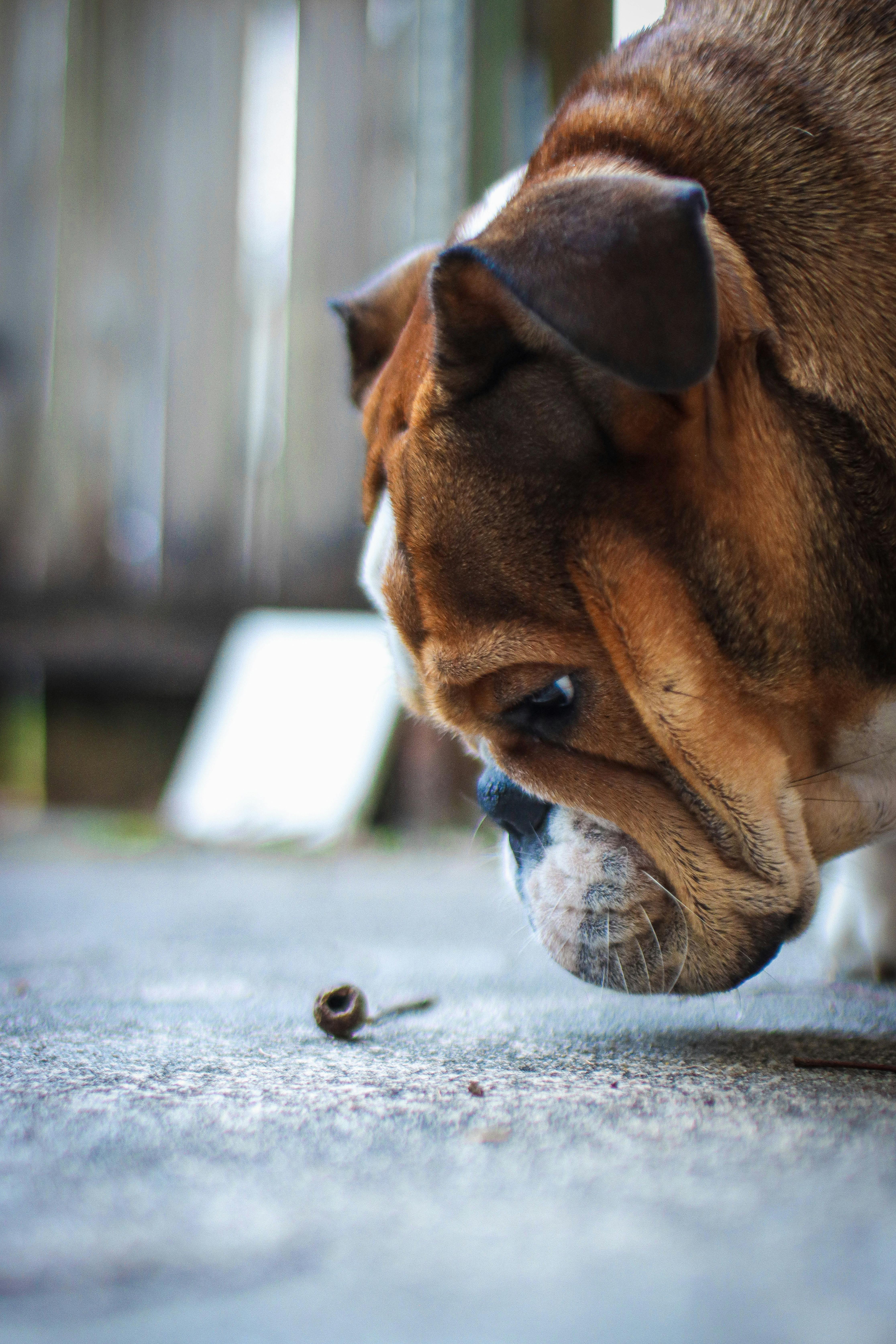 The Link Between Dog Behavior and Nose Moisture: What Experts Say