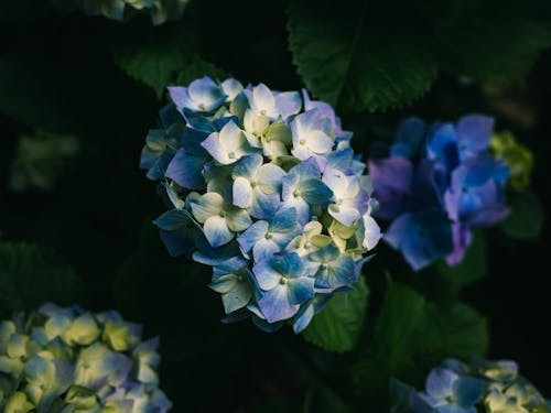 Immagine gratuita di azzurro, crescendo, fiori