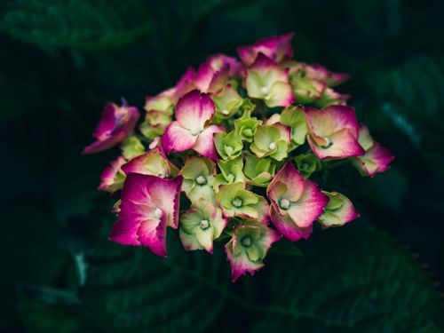 Free Close-up of vibrant pink and green hydrangea blooms, showcasing their beauty. Stock Photo