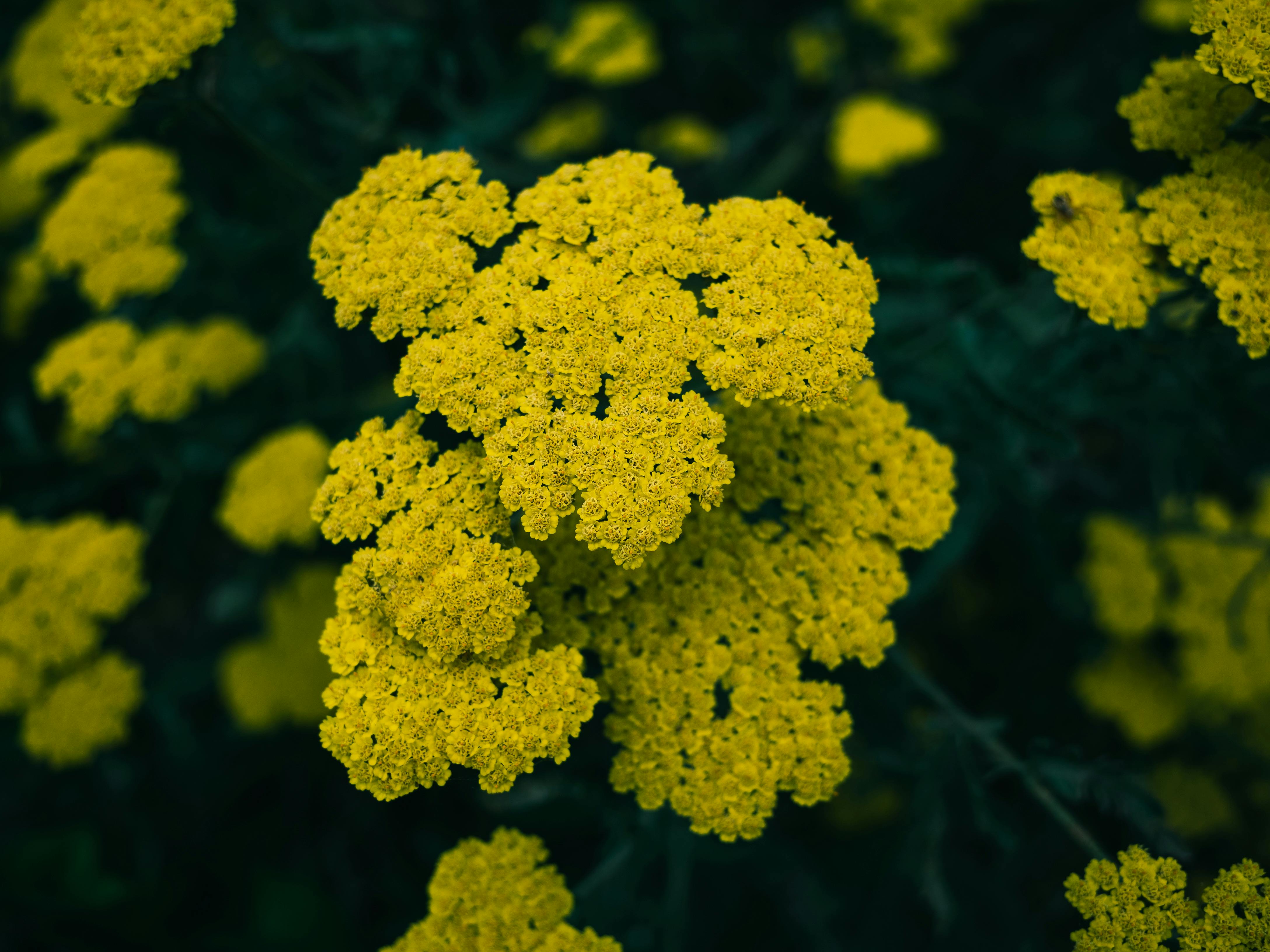 A close-up view of vibrant yellow yarrow flowers blooming in a natural outdoor setting.