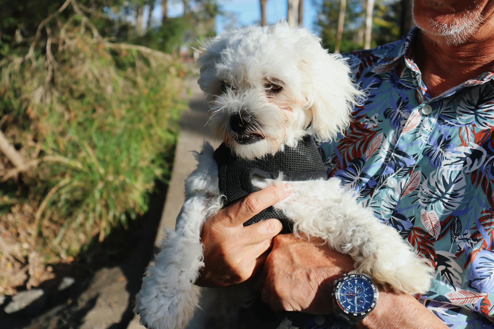 Man Carrying a White Dog