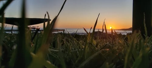 Free stock photo of beach sunset, brown grass, dark