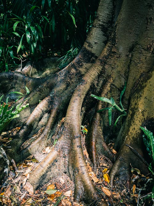 Foto d'estoc gratuïta de arbre, arrels, bagul