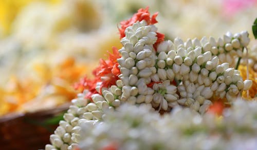 Imagine de stoc gratuită din floral, iasomie, indian stradă