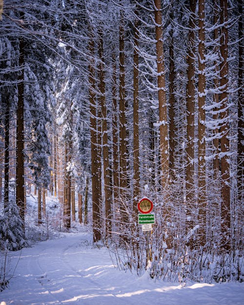 Kostenloses Stock Foto zu bäume, feldweg, groß