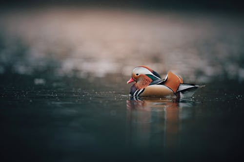 Photo of a Mandarin Duck on the Water