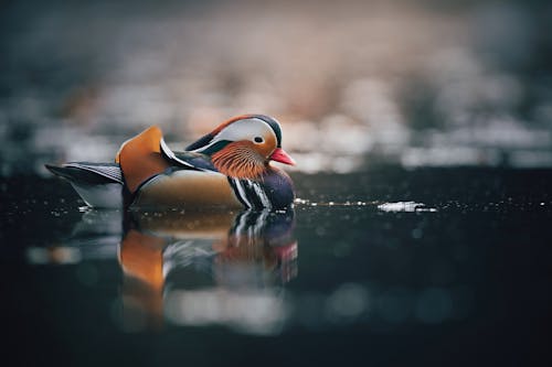 Mandarin Duck Sailing in Water