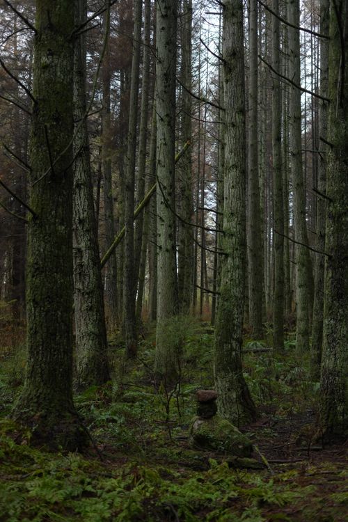 Free Serene view of a forest with tall pine trees and lush green undergrowth. Stock Photo