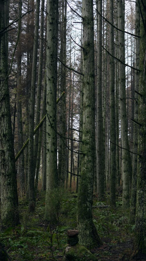 Fotos de stock gratuitas de arboles, bosque, medio ambiente