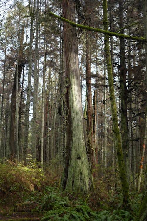 Sequoia in Forest