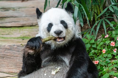 Fotobanka s bezplatnými fotkami na tému jedenie, medveď, panda