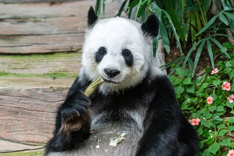 Panda Bear Eating