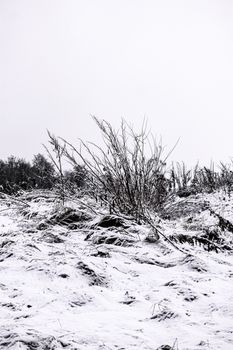 A serene winter scene featuring frost-covered bushes and fresh snow on a hillside.