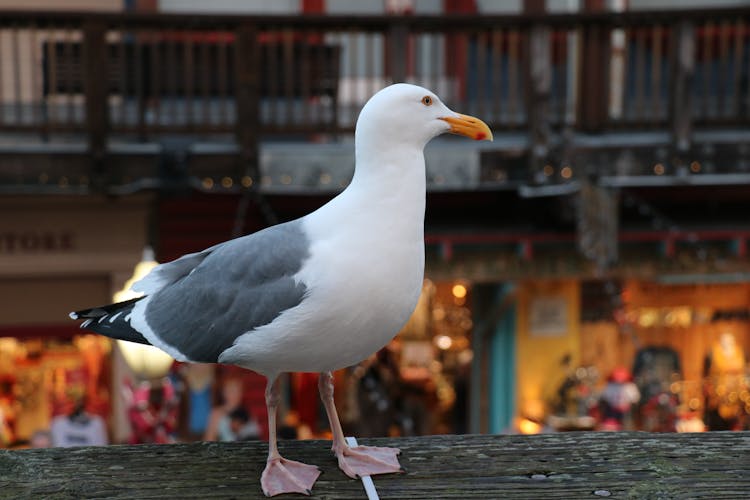 Seagull In City