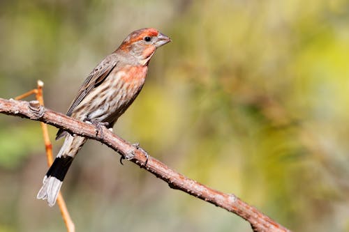 Close-Up Photograph of a Purple Finch