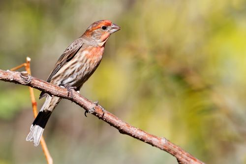 Free Detailed photograph of a purple finch perched on a branch in natural surroundings. Stock Photo